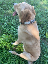 Load image into Gallery viewer, Cash Dog Collar- 3 sizes (Final Sale)
